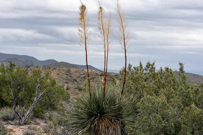 Nolina bigelovii from Tropical Britain