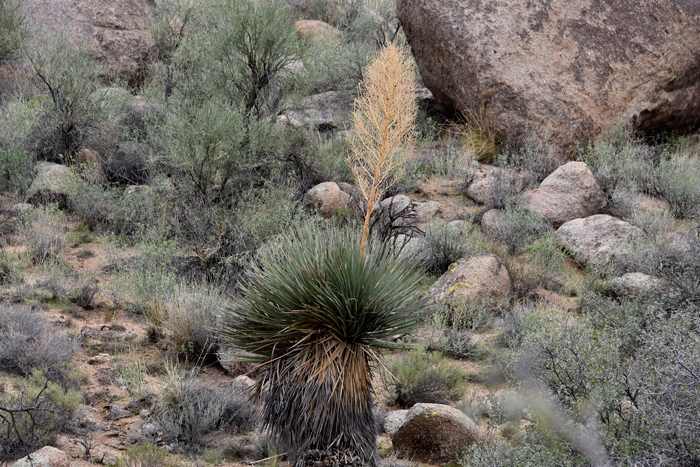 Bear Grass (Nolina beldingii) in Orange County, CA California CA