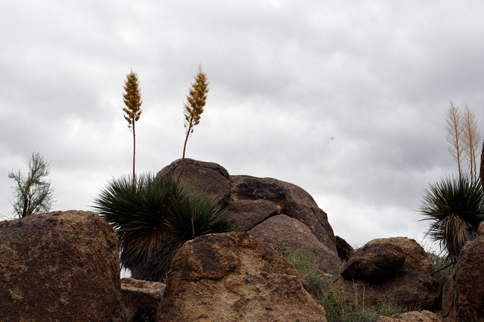 Bigelow's Beargrass (Nolina bigelovii) in Orange County, CA California CA  at Roger's Gardens