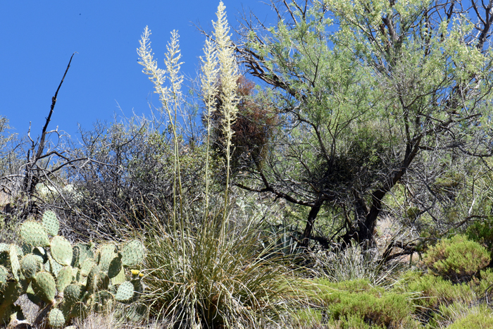 Nolina microcarpa, Beargrass, Southwest Desert Flora