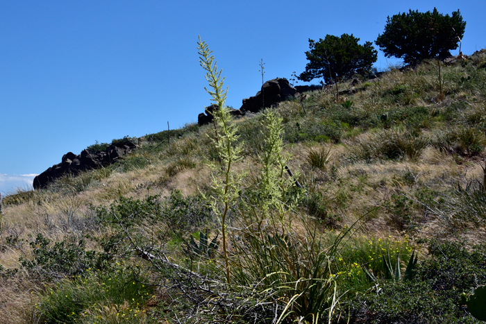 Nolina matapensis, Sonoran Tree Bear Grass