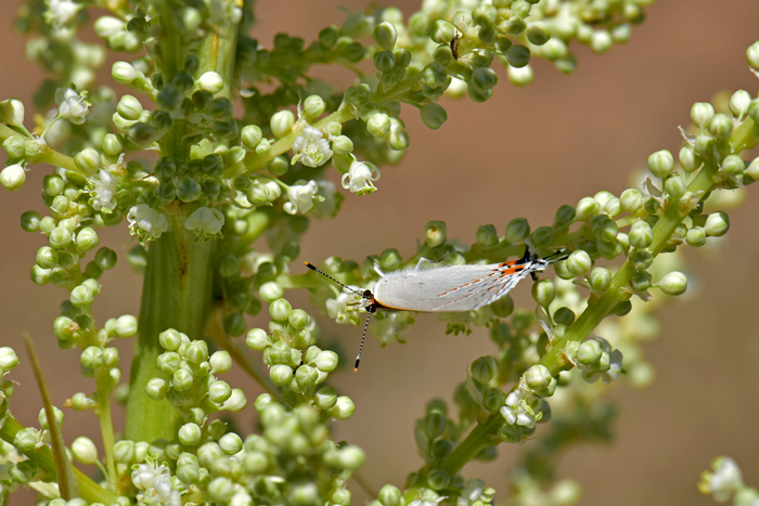 A. Nolina microcarpa . Middle fork of Alamo Canyon, Ajo Mountains, 26