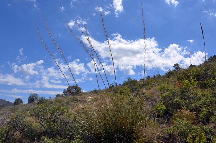 Beargrass, Nolina macrocarpa