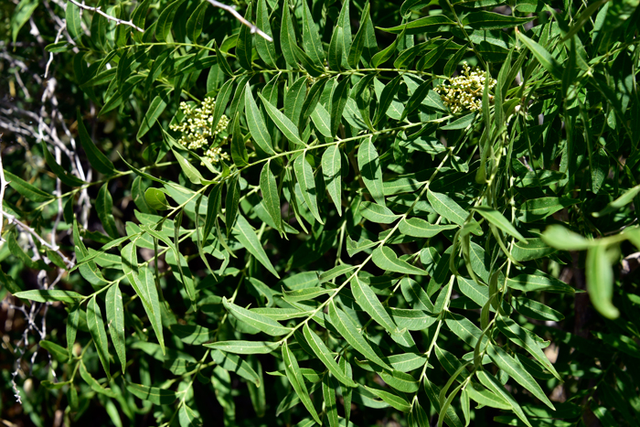 Rhus glabra- Smooth Sumac