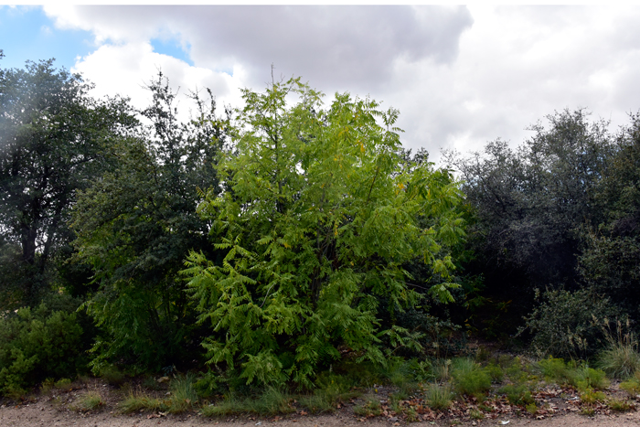 Rhus microphylla (Little Leaf Sumac) - Mountain States Wholesale Nursery