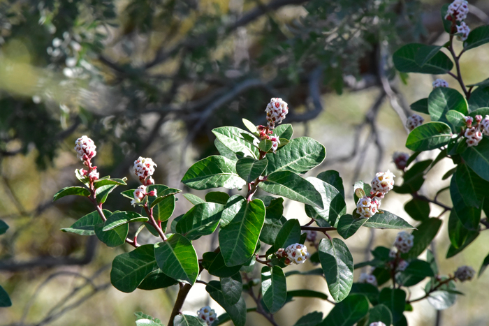 Rhus kearneyi subsp. kearneyi, Kearney's Sumac, Southwest Desert Flora