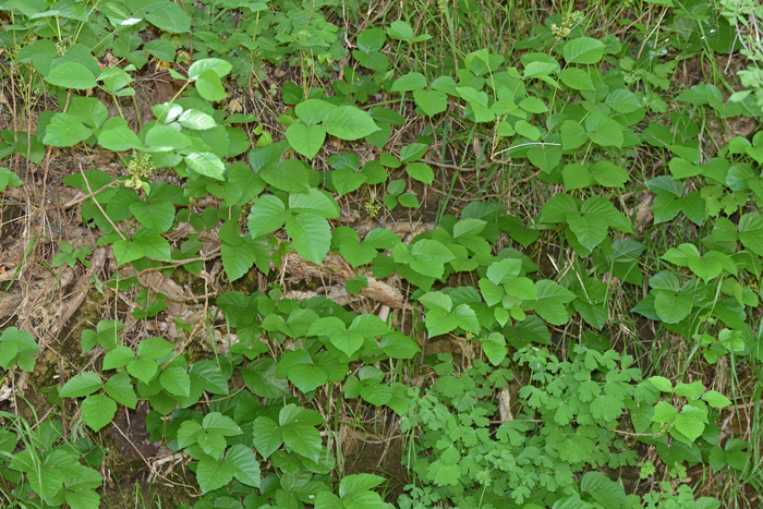 Poison Ivy  Minnesota Department of Agriculture