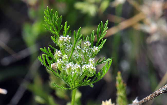 Queen Anne's Lace (Wild Carrot)  Missouri Department of Conservation