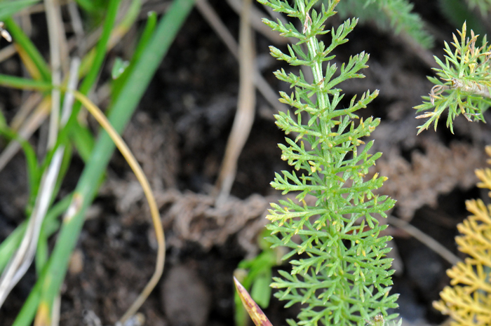 L'espèce végétale de la semaine #19 Achillée millefeuille (Achillea  millefolium) – Tela Botanica