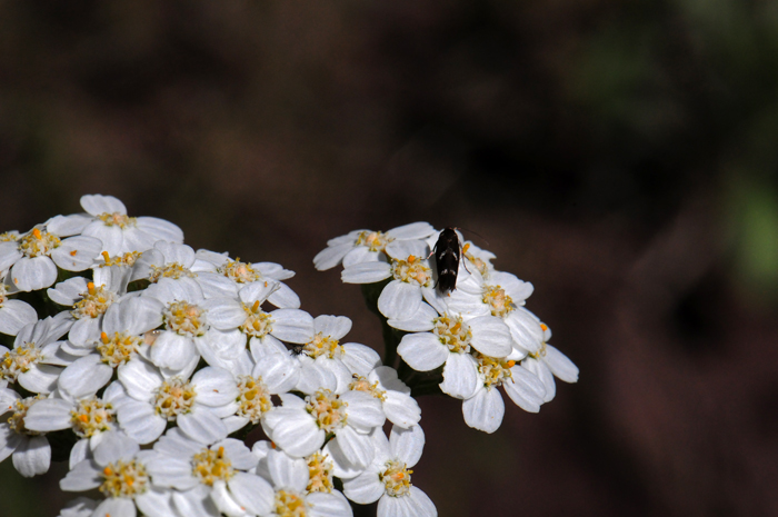 yarrow flower