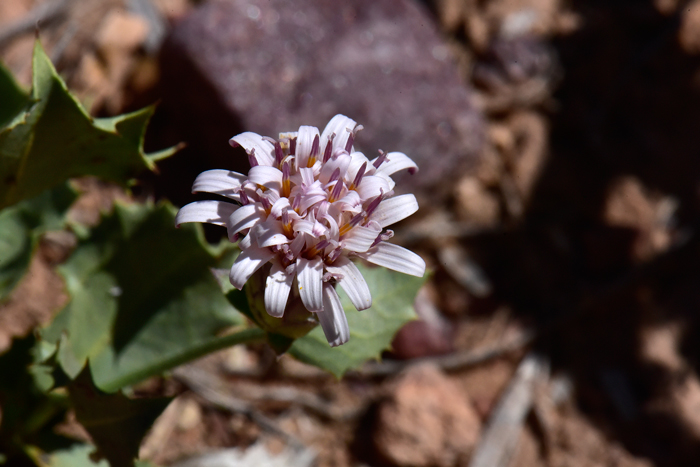 Thurber's Desert Peony Seed, Acourtia thurberi | Borderlands Plants