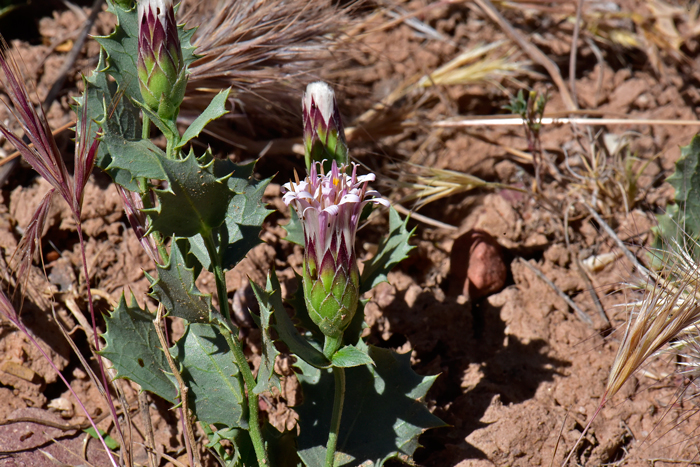 Thurber's Desert Peony Seed, Acourtia thurberi | Borderlands Plants