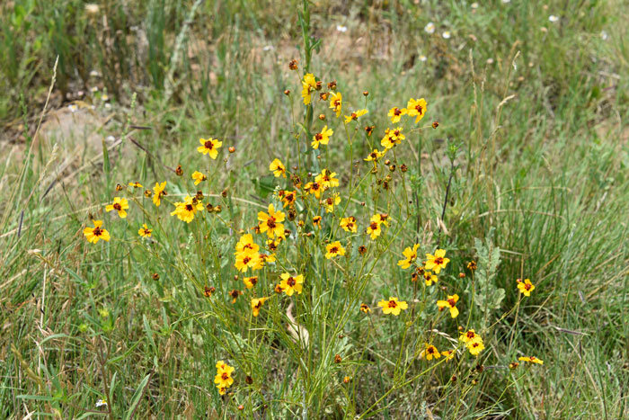 Golden Tickseed, also called Calliopsis and Golden Coreopsis has bright yellow and brown flowers. Flowers appear from June to September in elevations from 2,000 to 7,000 feet (610-2,134 m). Coreopsis tinctoria