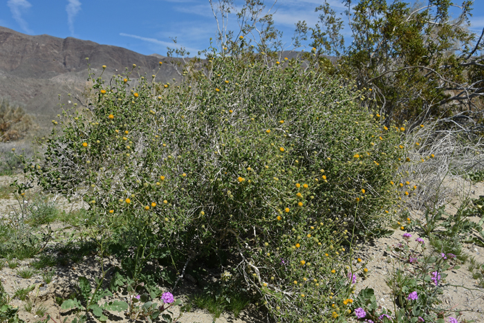 Button Brittlebush grows up to 4 or 5 feet tall in elevations up to 4,000 preferring high deserts, rocky slopes, desert washes, flats, slopes mesas and roadsides. Encelia frutescens
