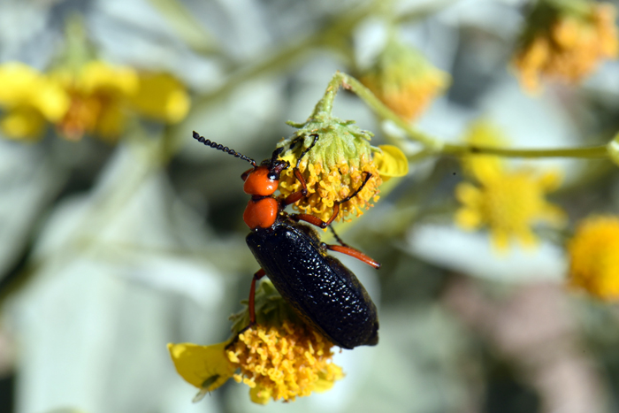 Button Brittlebush has flowers and leaves that are fed on by the Desert Blister Beetle (Lytta magister) seen here. These beetles are found in the southwestern United States. Encelia frutescens