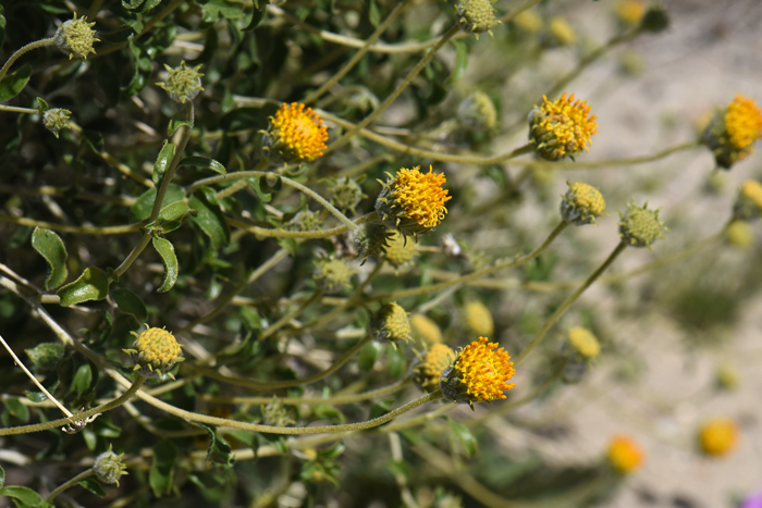 Button Brittlebush blooms from January to September in Arizona and from February to May and again August to September in California. Encelia frutescens