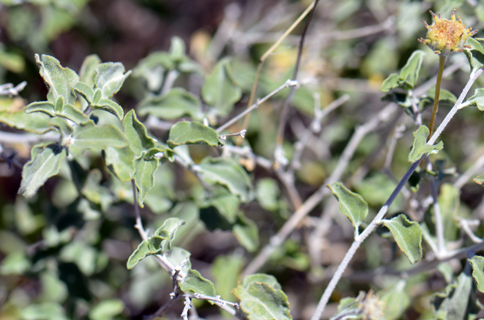 Button Brittlebush is a native perennial shrub or subshrub with green or gray-green leaves, elliptic or narrowly oval in shape. Leaves are mostly alternate and drought deciduous. Encelia frutescens