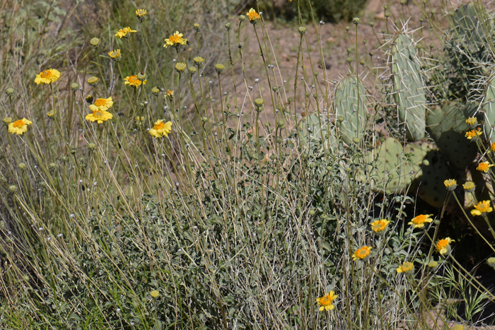 Virgin River Brittlebush is a shrub or subshrub with slender branches form the base; the flowers bloom in Arizona from January through September and from March to April or June and again in December in California. Encelia virginensis