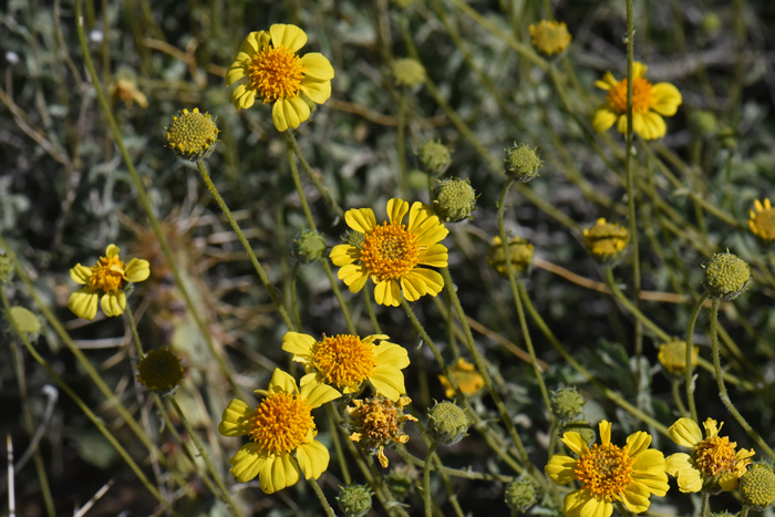 Virgin River Brittlebush is a native perennial that closely resembles both Brittlebush and Button Brittlebush. Encelia virginensis