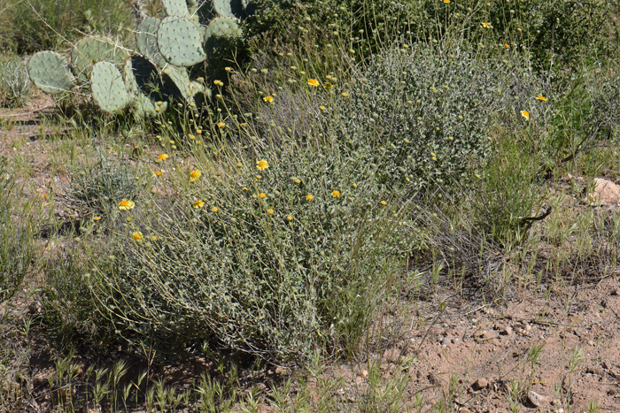 Virgin River Brittlebush grows in elevations up to 4,000 feet and prefers desert flats, rocky slopes, mesas and roadsides. Encelia virginensis