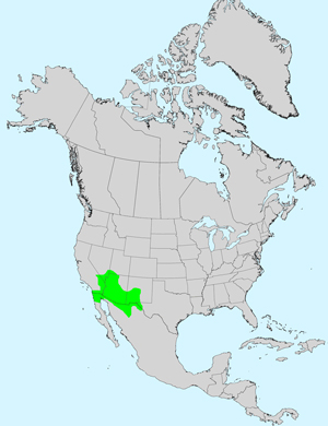 North America species range map for Turpentine Bush, Ericameria laricifolia: Click image for full size map.