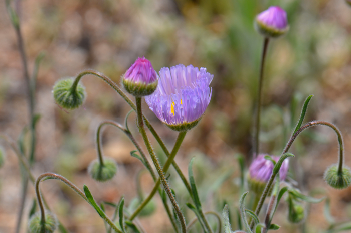 Spreading Fleabane has small but pretty flowers that often have purple of lavender ray florets. Erigeron divergens