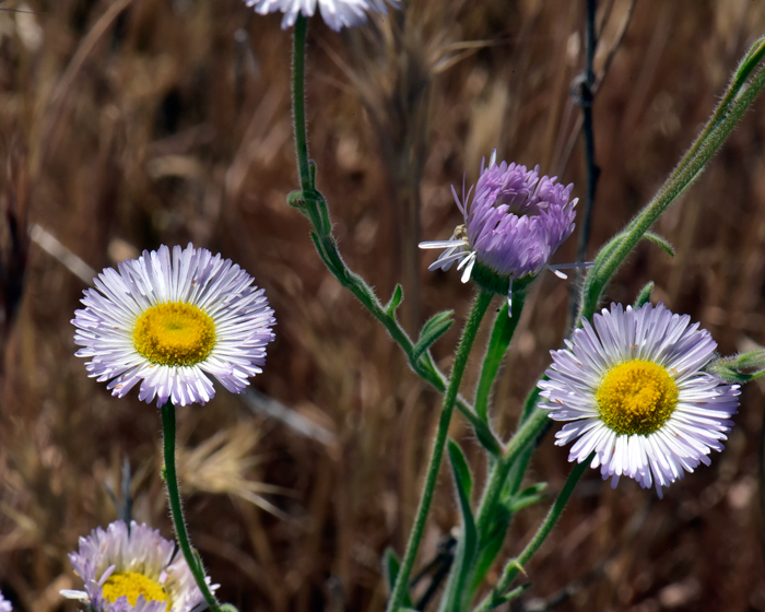 Spreading Fleabane has white and yellow, showy, daisy-like flower heads on tips of branches. Not the numerous ray florets. The thin ray florets may be purple or lavender. Erigeron divergens
