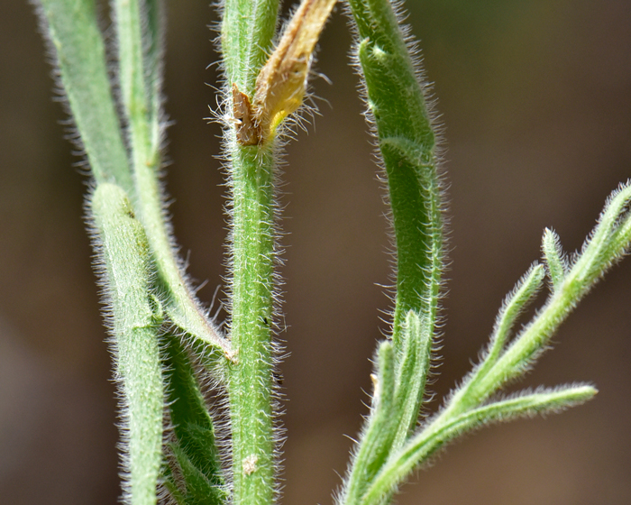 Spreading Fleabane has green leaves and stems that are covered with minute soft erect hairs as noted here in the photo. Erigeron divergens
