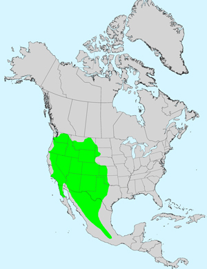 North America species range map for Spreading Fleabane, Erigeron divergens: Click image for full size map.