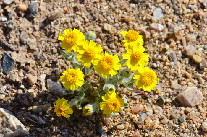 Wallace Eriophyllum is a small daisy-like species that grows up to 6 inches or so tall. Woolly Daisy, as it is sometimes called, blooms from March to July across its relatively small geographic range. Eriophyllum wallacei