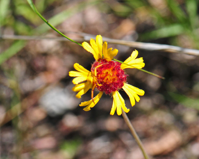 Red Dome Blanketflowers are found at elevations from about 3,000 to 7,000 feet (900-2,134 m. Look carefully in the photo as a predatory Crab Spider, possibly of the genus Misumena, is lying in wait for an insect to come along. Gaillardia pinnatifida