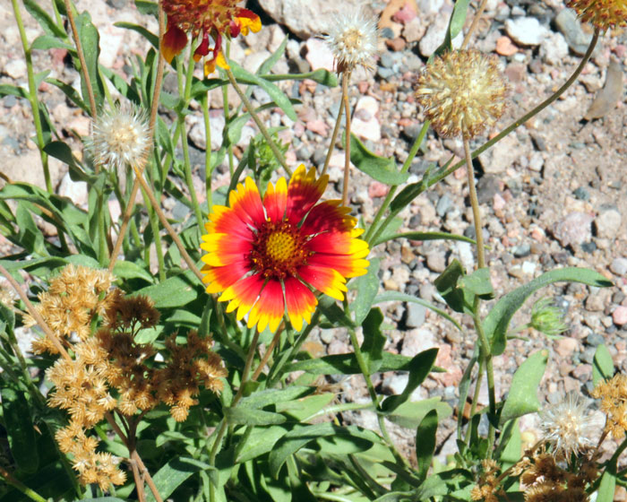 Indian Blanket has showy red with yellow flowers that may bloom year-around or regularly from April to August. The beautiful flowers are 1 to 2 inches (2.54-8 cm) across. Gaillardia pulchella