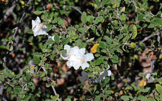 Little Leaf Cordia  Star Nursery Garden and Rock Centers