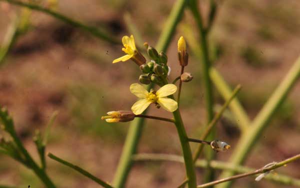 Brassicaceae - Wikipedia