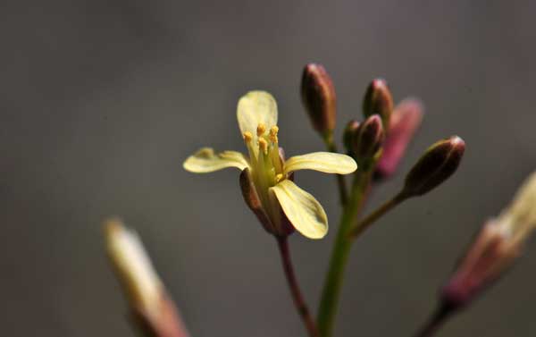 Brassicaceae - Wikipedia