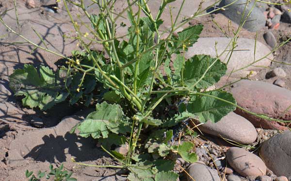 Brassicaceae - Wikipedia