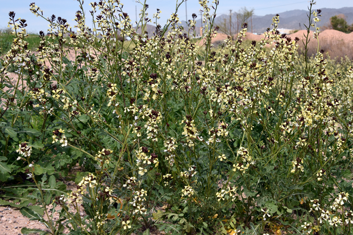 Roquette Arugula (Eruca vesicaria)