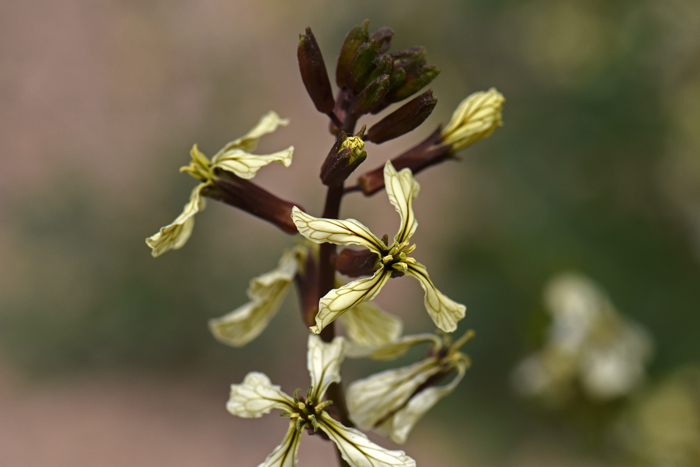 Spice Pages: Rocket (Eruca sativa, Sisymbrium officinale, rucola, arugula)