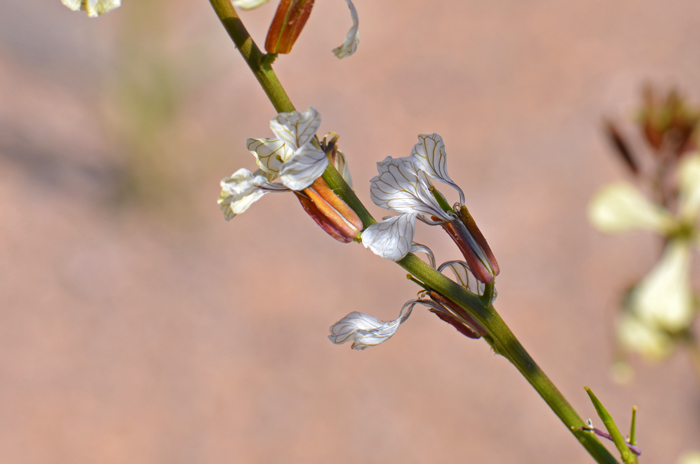 Spice Pages: Rocket (Eruca sativa, Sisymbrium officinale, rucola, arugula)