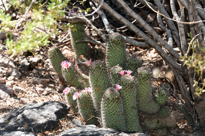 Desert Botanical Garden on X: This cactus is ready for a music festival.  🌸 🌸 🌸 The Arizona fishhook cactus (Mammillaria grahamii) produces a pink  crown of flowers that appear on and