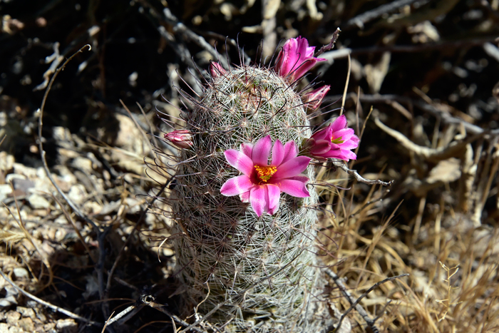 Mammillaria Fishhook Cactus, but what species specifically? Help, please! :  r/cactus