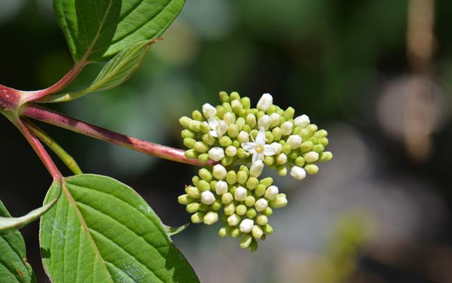 dogwood de la varicoza