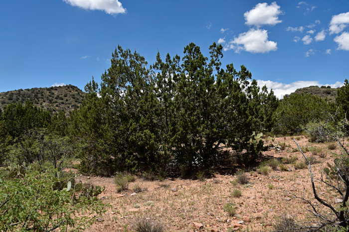 west Texas juniper One-seed juniper $3.50 Juniperus monosperma —50 seeds 