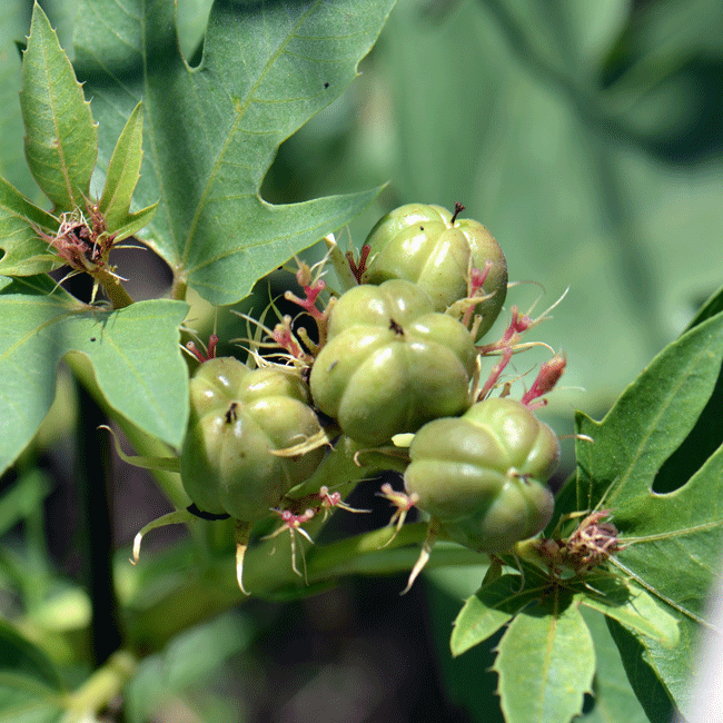 Ragged Nettlespurge has bright green3-lobed spherical fruit, which is botanically known as a capsule. The 3-lobed fruits are equal to or larger than the flowers. Note the fruits are smooth or glabrous. Jatropha macrorhiza 