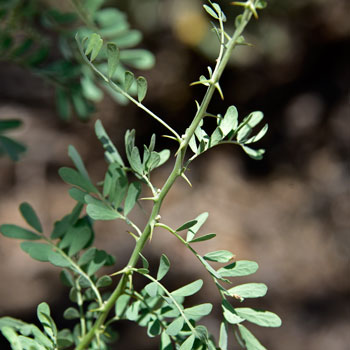 http://southwestdesertflora.com/WebsiteFolders/Images/Fabaceae/Olneya%20tesota,%20Desert%20Ironwood/4449Olneya-tesota,-Desert-Ironwood350x350.jpg