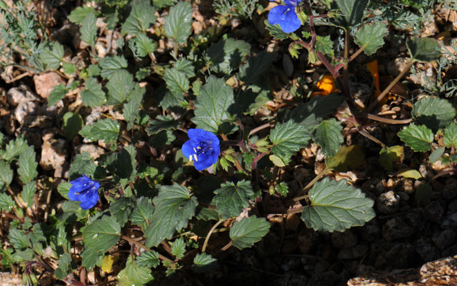 Phacelia campanularia, Desert Bluebells, Southwest Desert Flora