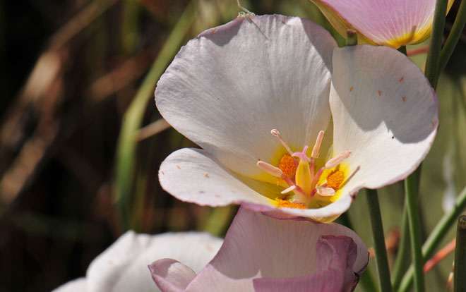 Calochortus nuttallii, Sego Lily, Southwest Desert Flora