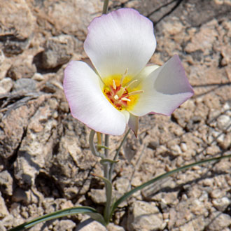 Cup-shaped flower - photos of Calochortus Nuttallii, Liliaceae