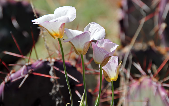 Cup-shaped flower - photos of Calochortus Nuttallii, Liliaceae