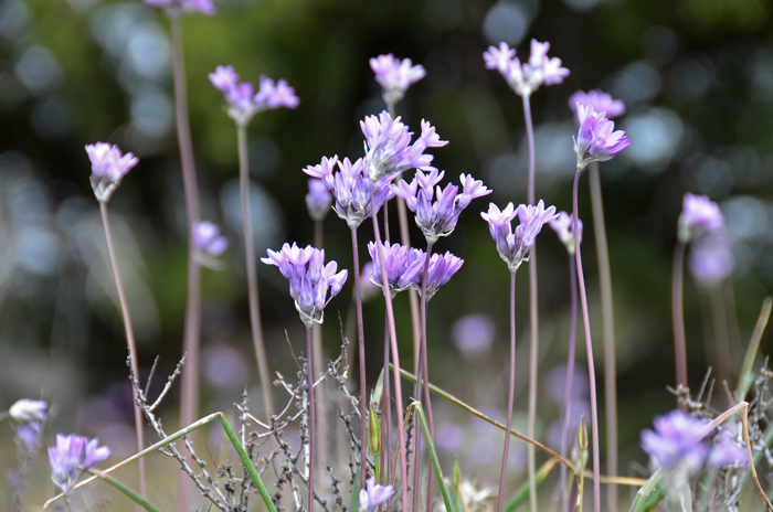 Dichelostemma capitatum, Bluedick, Southwest Desert Flora